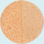 g-check-apricot-negative